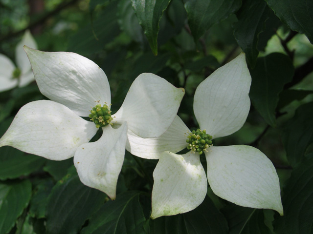 Cornus kousa