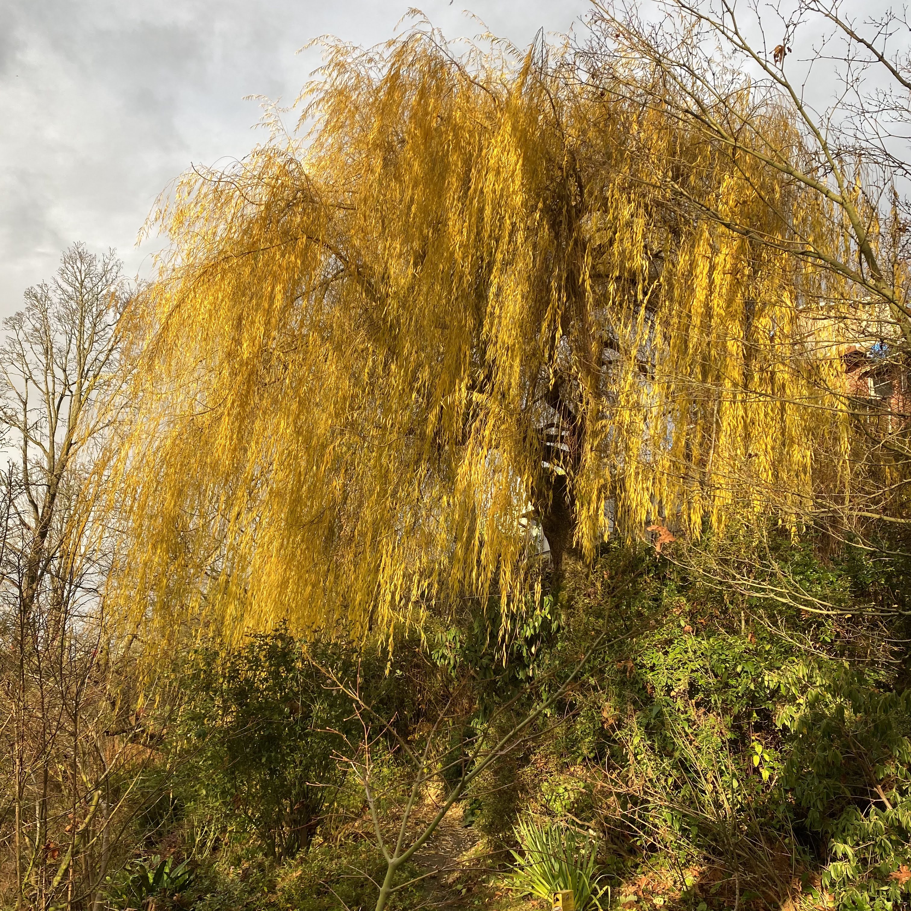 Weeping willow trunk