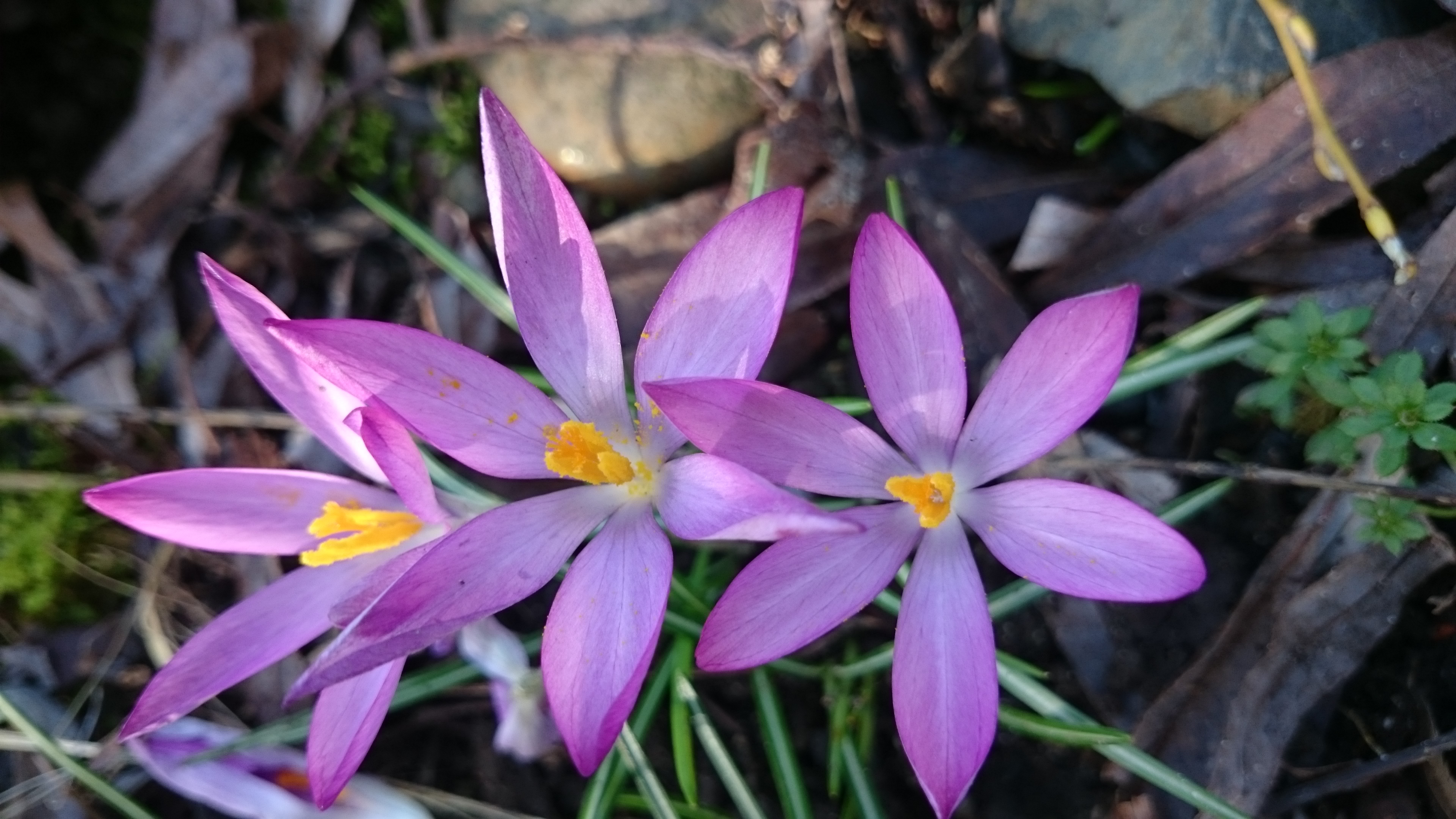 Crocus_tomasinianus