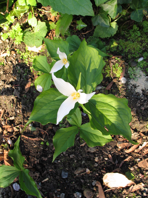 Trillium grandiflorum
